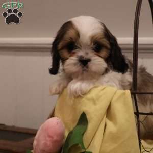 Hershey, Cava-Tzu Puppy